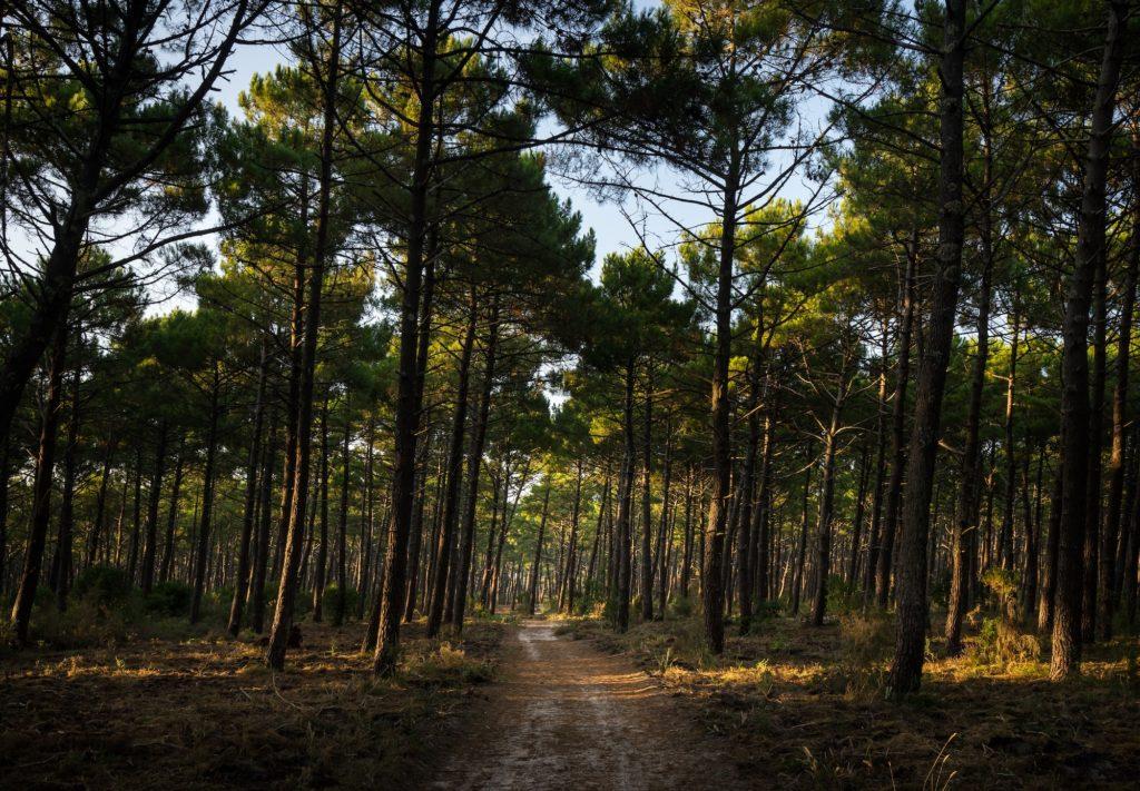 Biscarrosse forêt