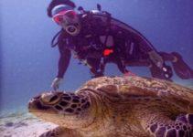 Top 5 des meilleures destinations pour nager avec des tortues de mer