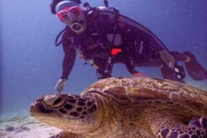 Top 5 des meilleures destinations pour nager avec des tortues de mer