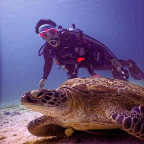 nager avec des tortues de mer