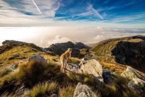 Cinq bonnes pratiques à adopter pour voyager avec son chien en camping-car