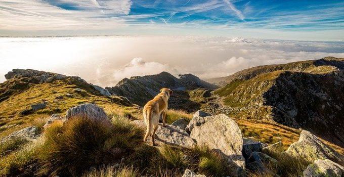 chien en voyage