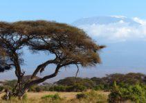 Kilimandjaro : un trek incontournable en Tanzanie 