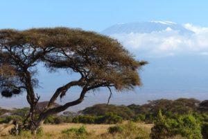 Kilimandjaro : un trek incontournable en Tanzanie 