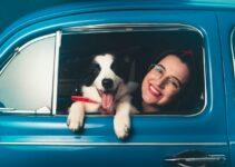 Voyager avec son chien en voiture : 10 conseils