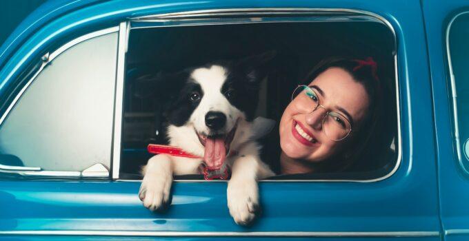Voyager avec son chien en voiture