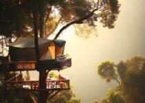 Voyage dans les arbres : faire du camping dans les cimes