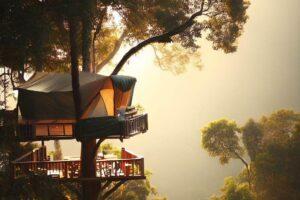 Voyage dans les arbres : faire du camping dans les cimes