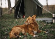 Camping qui accepte les chiens : comment les trouver ?