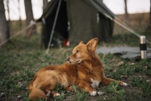 Camping qui accepte les chiens : comment les trouver ?
