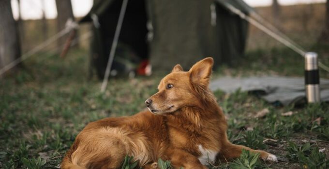 Un chien en camping avec son maître