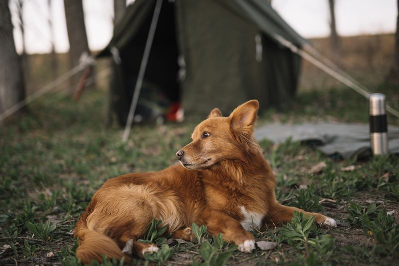 Un chien en camping avec son maître