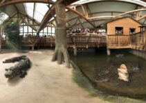 Alligator bay : notre avis et ce qu’il faut savoir pour votre visite