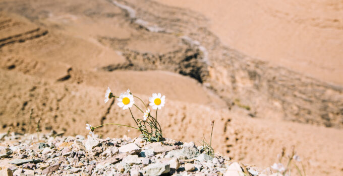 Desert