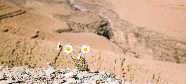 Desert