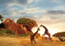 Namibie : destination de rêve ou tourisme dangereux ?